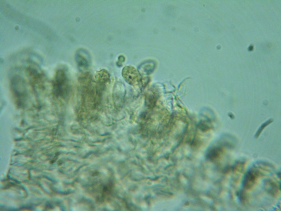 Naucoria subconspersa image