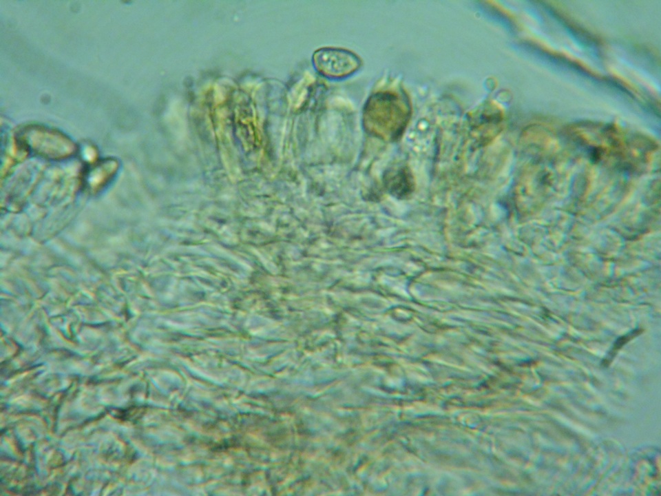 Naucoria subconspersa image