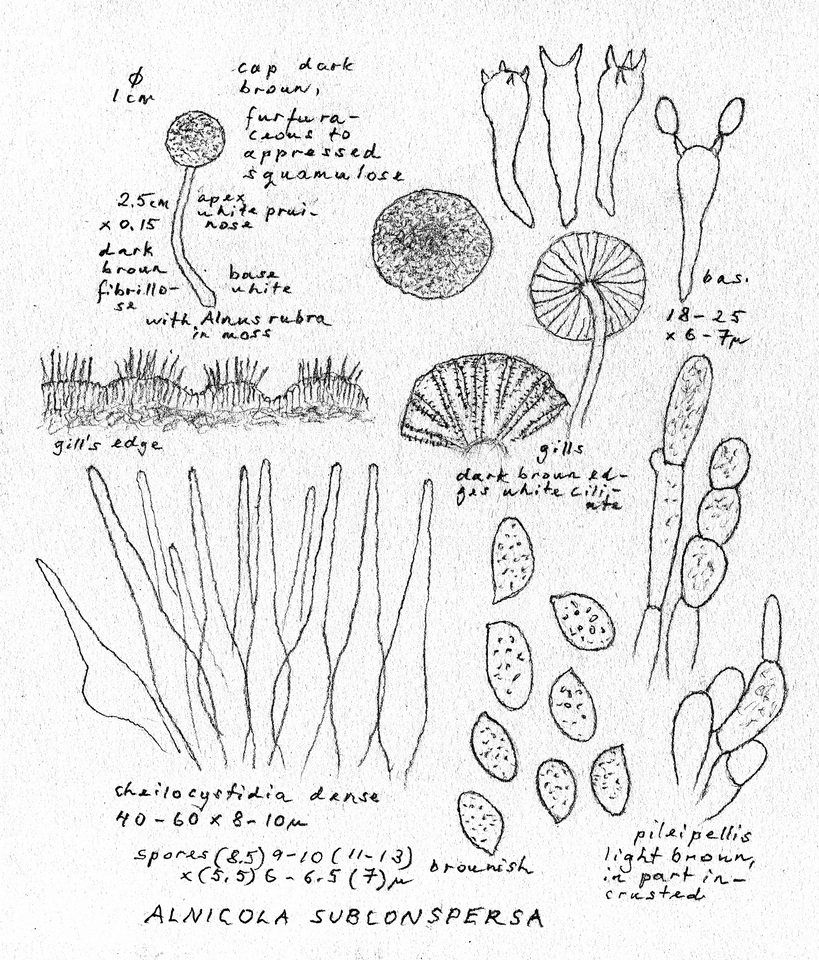 Naucoria subconspersa image