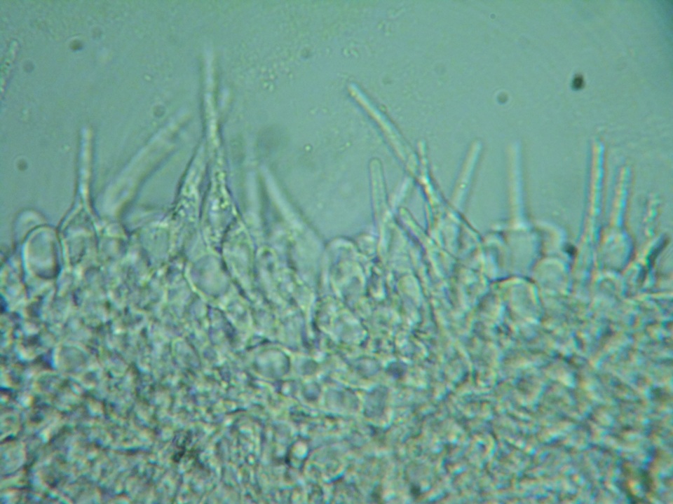 Naucoria luteolofibrillosa image