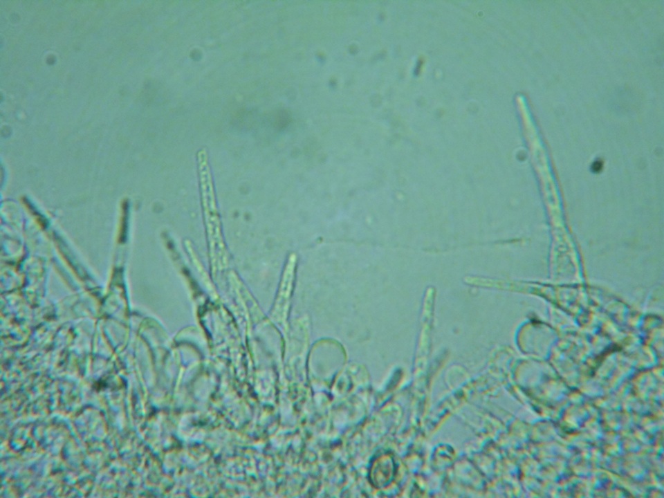 Naucoria luteolofibrillosa image