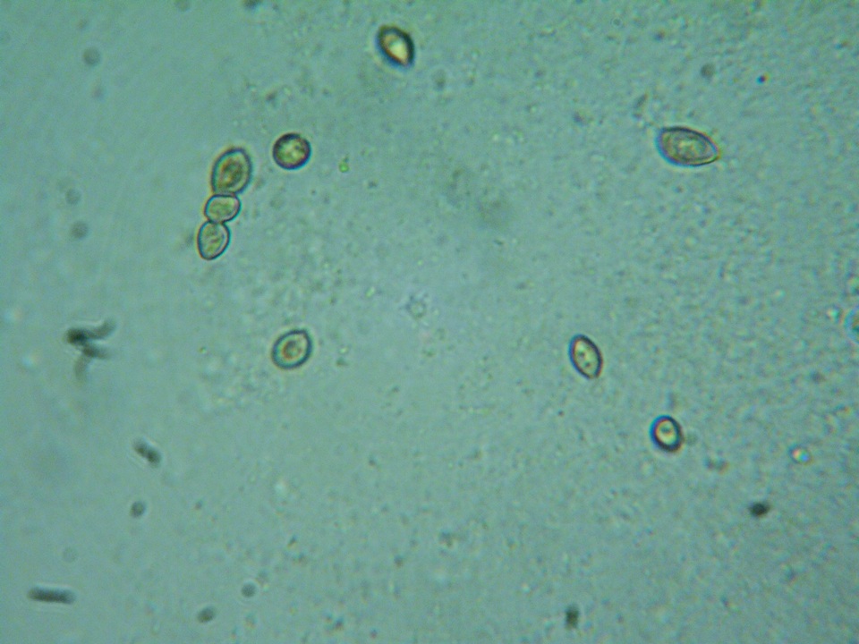 Naucoria luteolofibrillosa image
