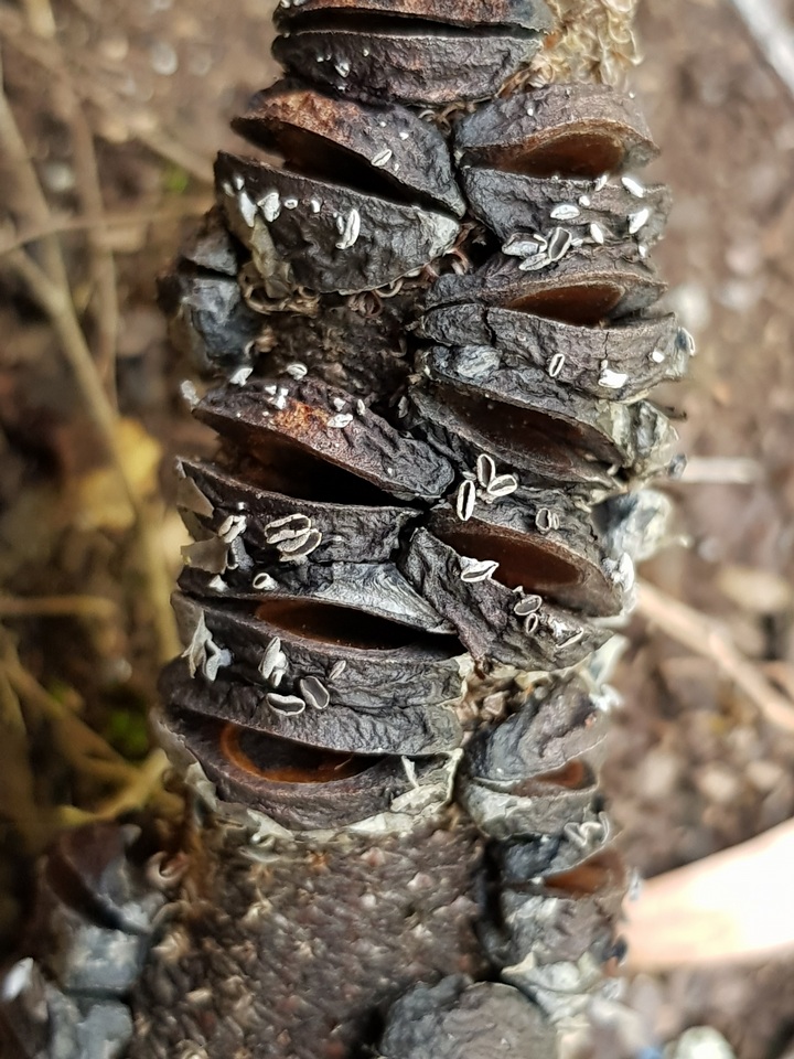 Banksiamyces toomansis image