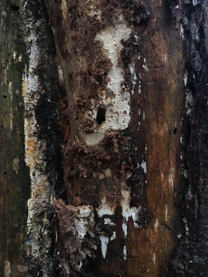 Dichostereum sordulentum image