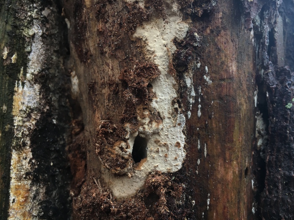 Dichostereum sordulentum image