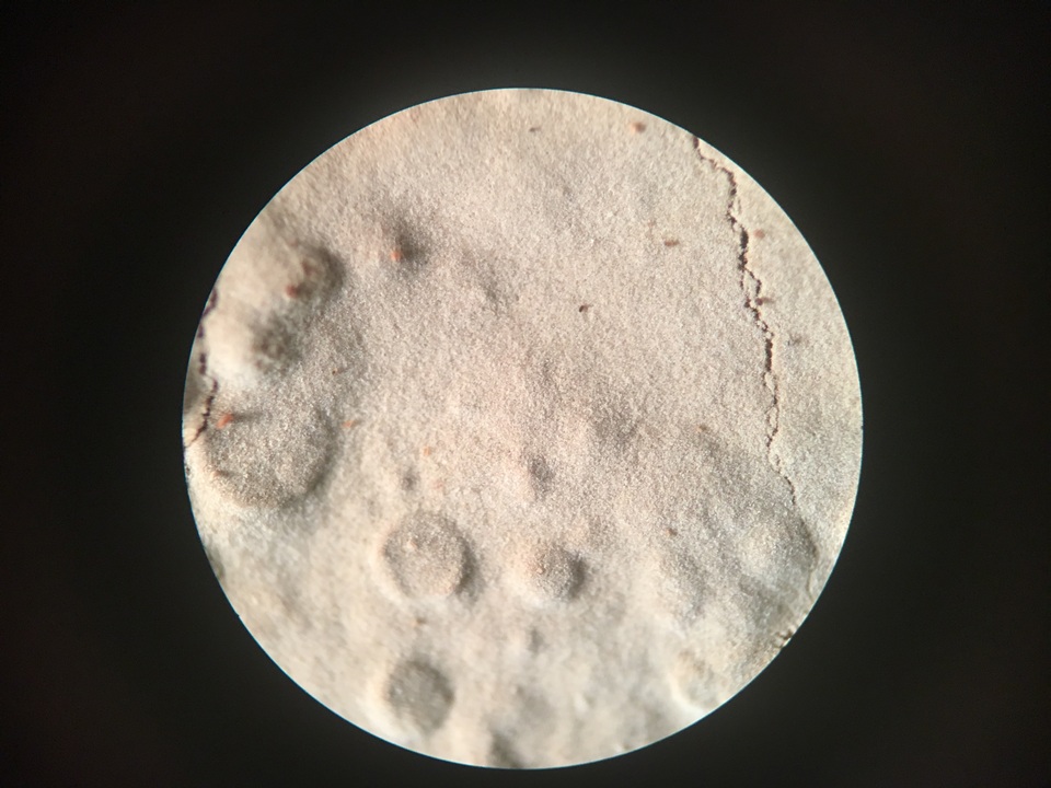 Dichostereum sordulentum image