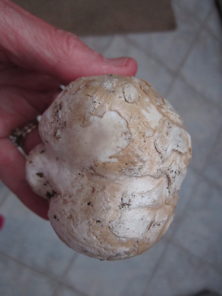 Calvatia pachyderma image