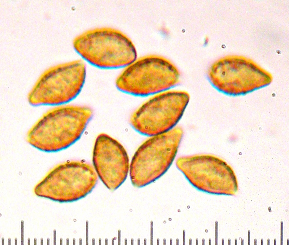 Cortinarius subolivascens image