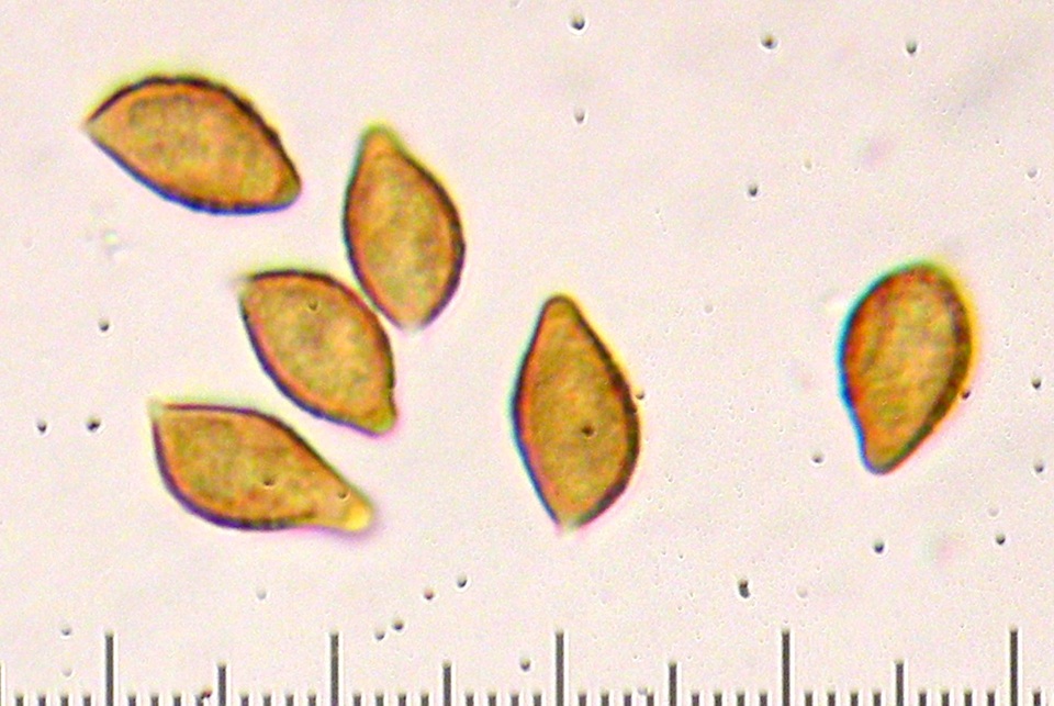 Cortinarius subolivascens image