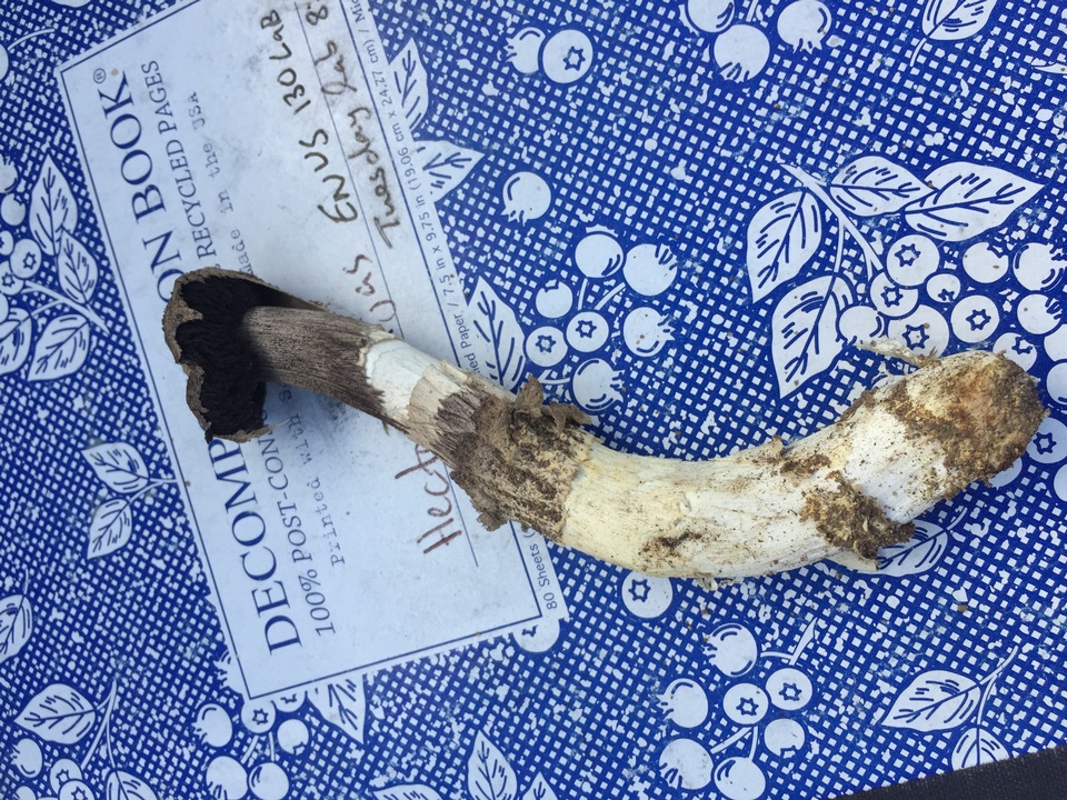 Agaricus zelleri image