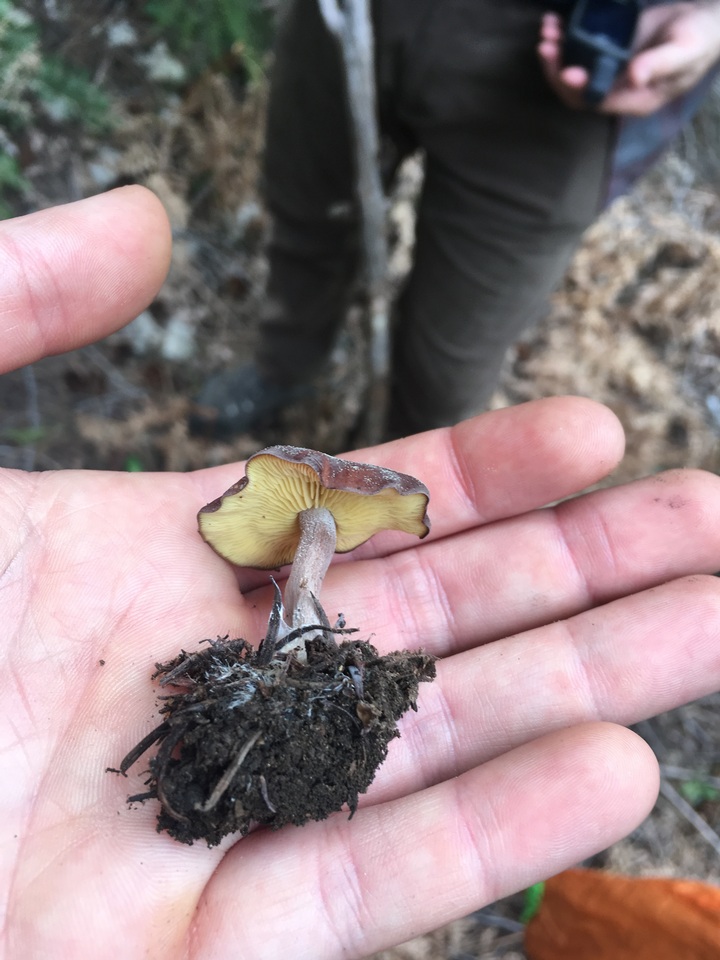 Rugosomyces onychinus image