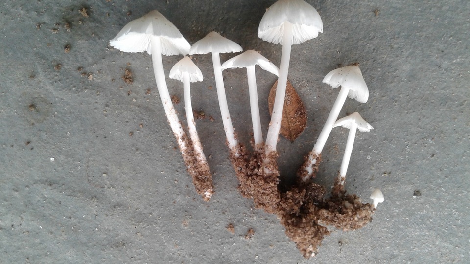 Termitomyces microcarpus image