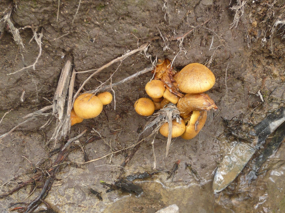 Gymnopilus rugulosus image