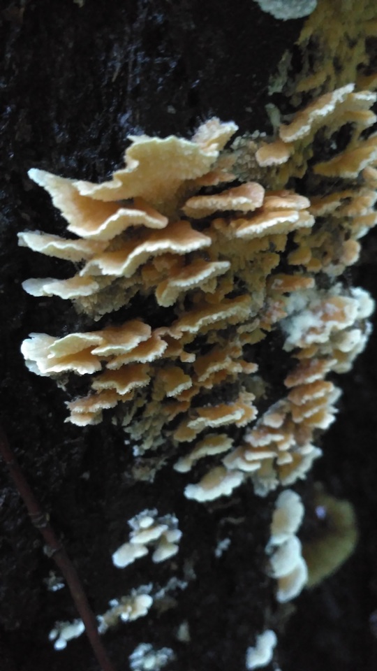 Cerrena zonata image