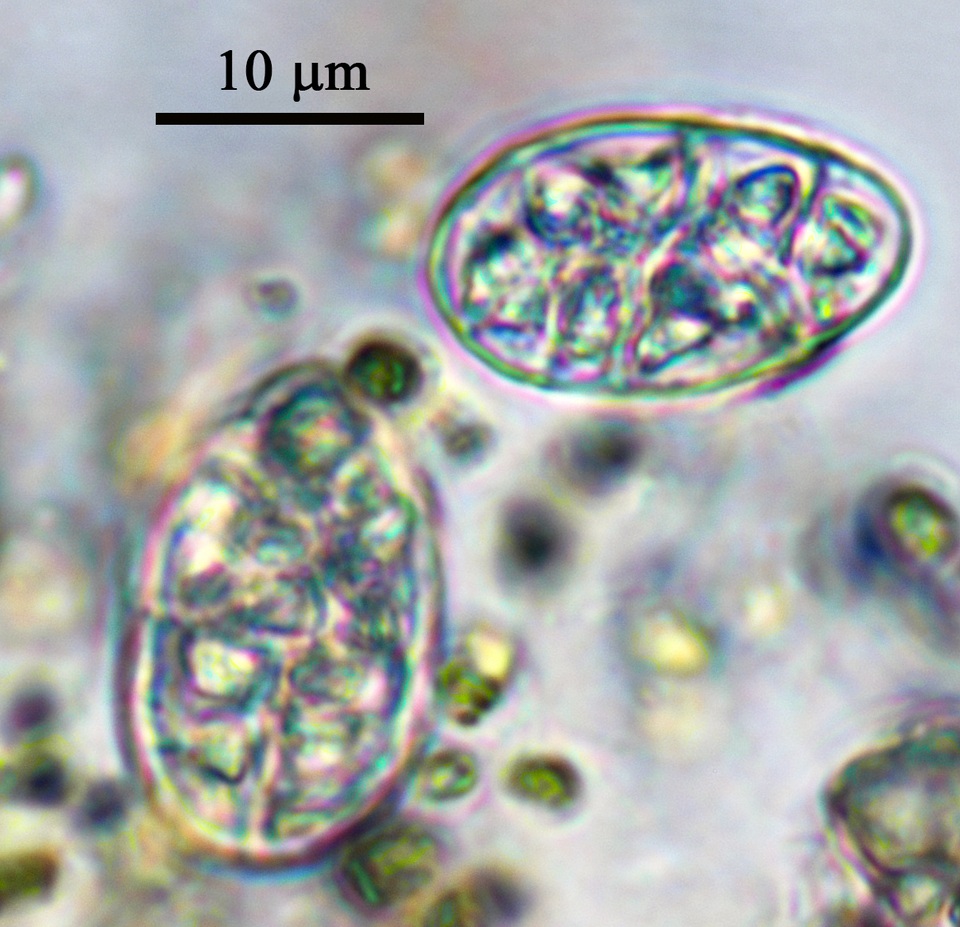 Willeya diffractella image