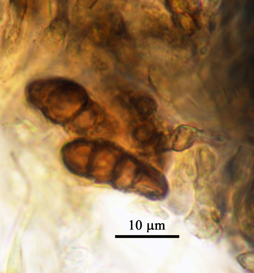 Opegrapha pulvinata image
