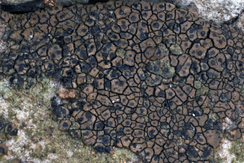 Opegrapha pulvinata image