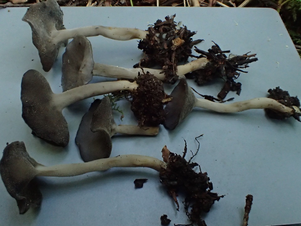 Helvella dissingii image