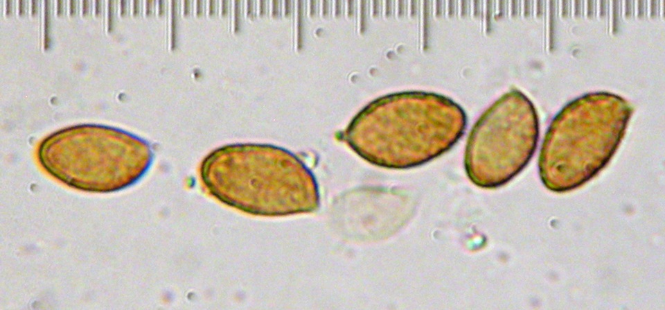 Cortinarius flavobasilis image