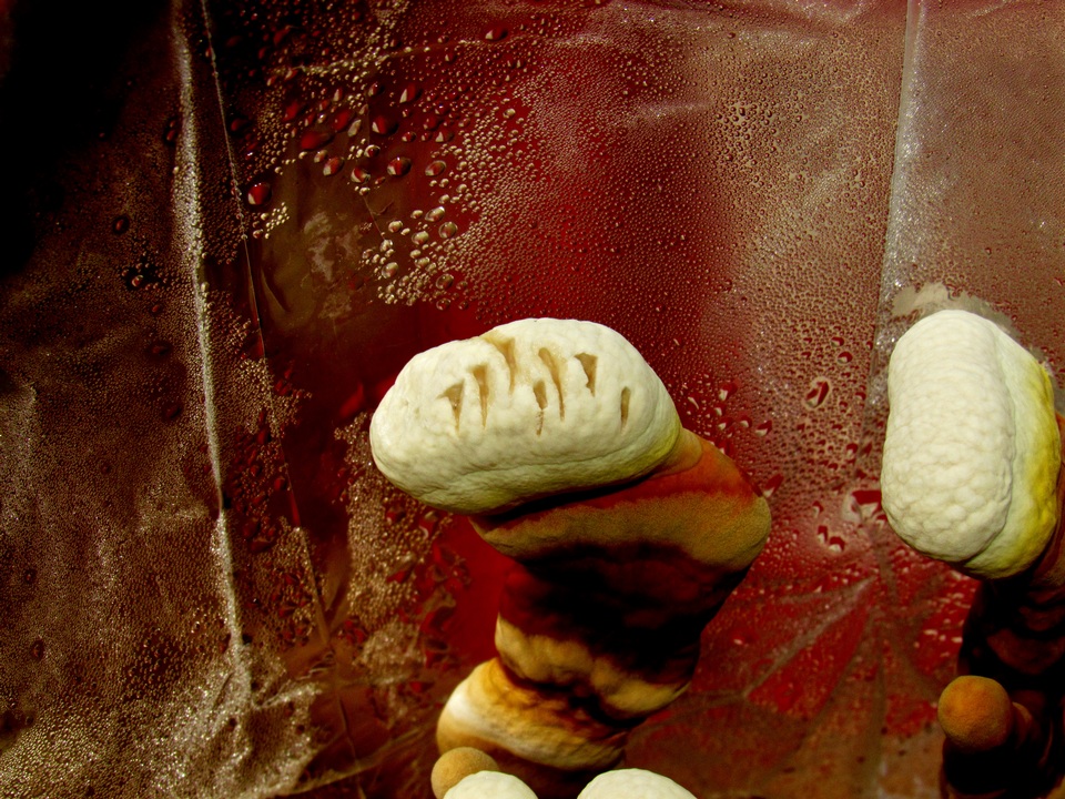 Ganoderma resinaceum image