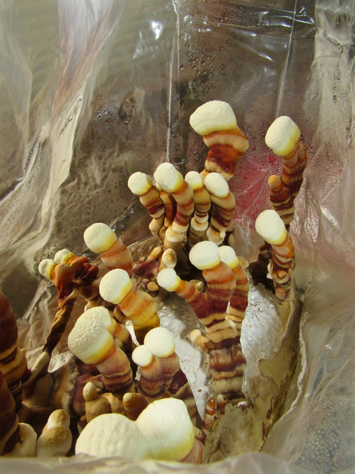 Ganoderma resinaceum image
