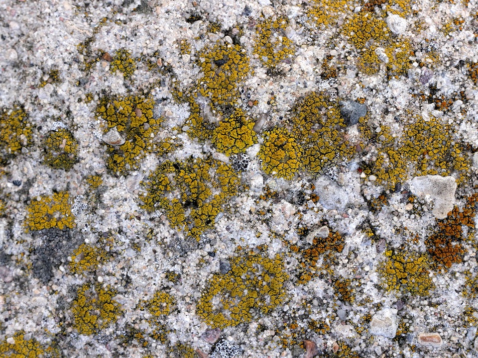 Caloplaca vitellinula image