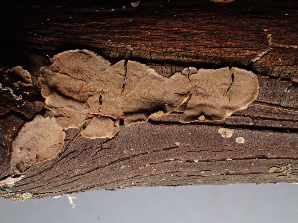 Hydnoporia corrugata image