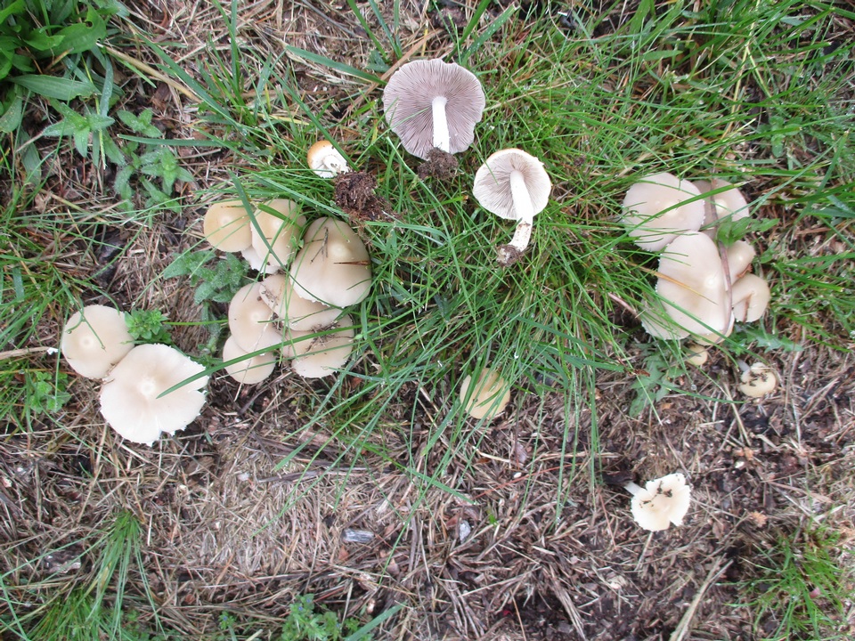 Candolleomyces candolleanus image