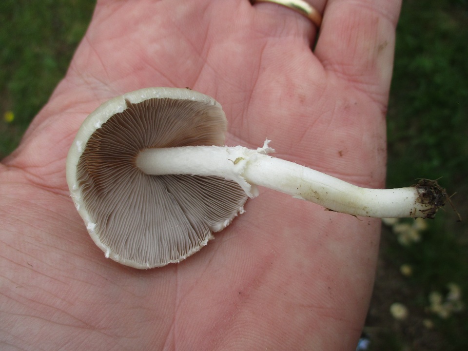 Candolleomyces candolleanus image
