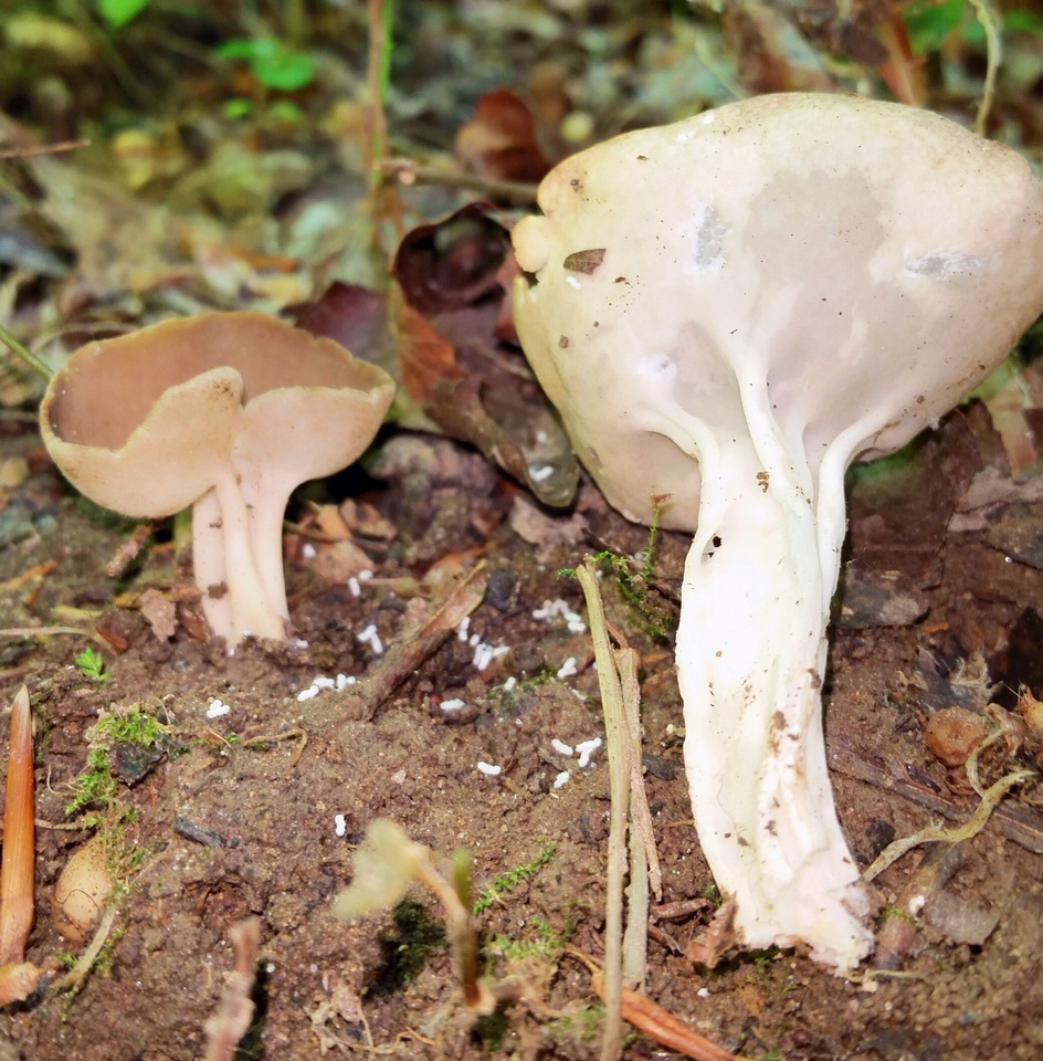 Helvella griseoalba image