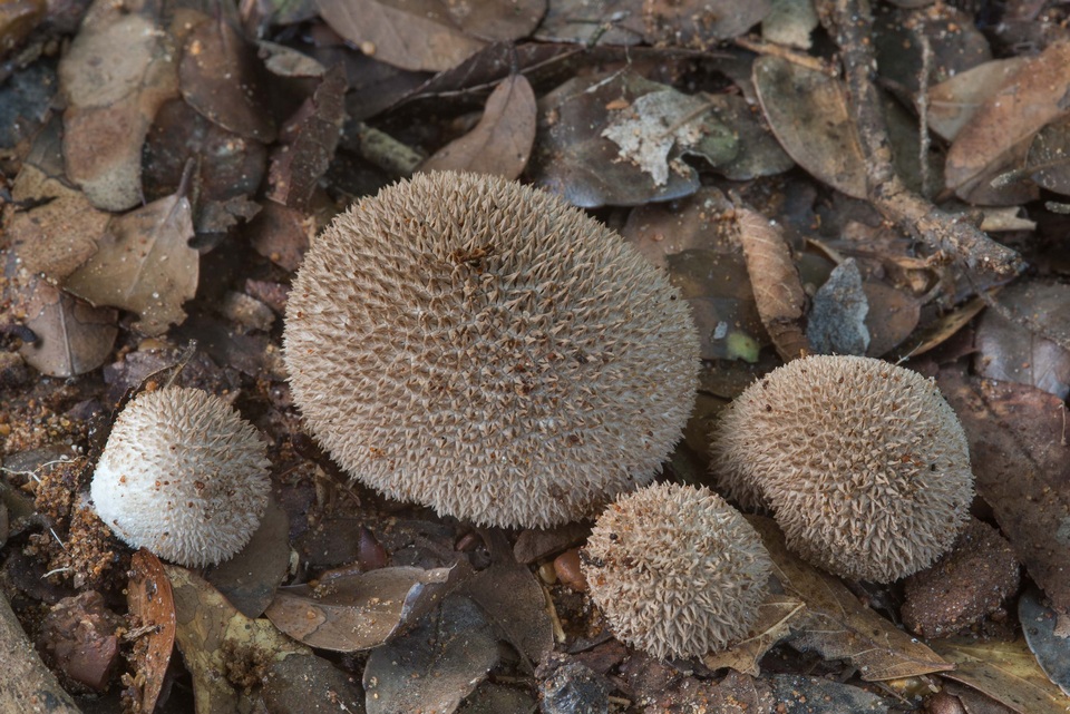 Lycoperdon americanum image
