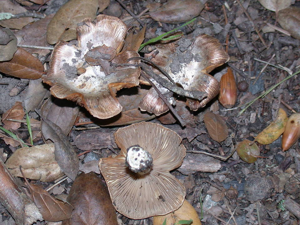 Inocybe splendens image