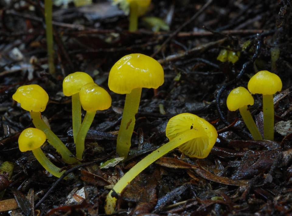 Gliophorus sulfureus image