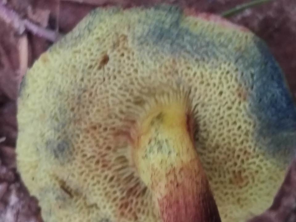 Hortiboletus campestris image