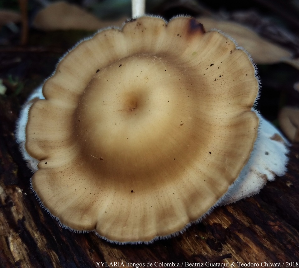 Lentinus swartzii image