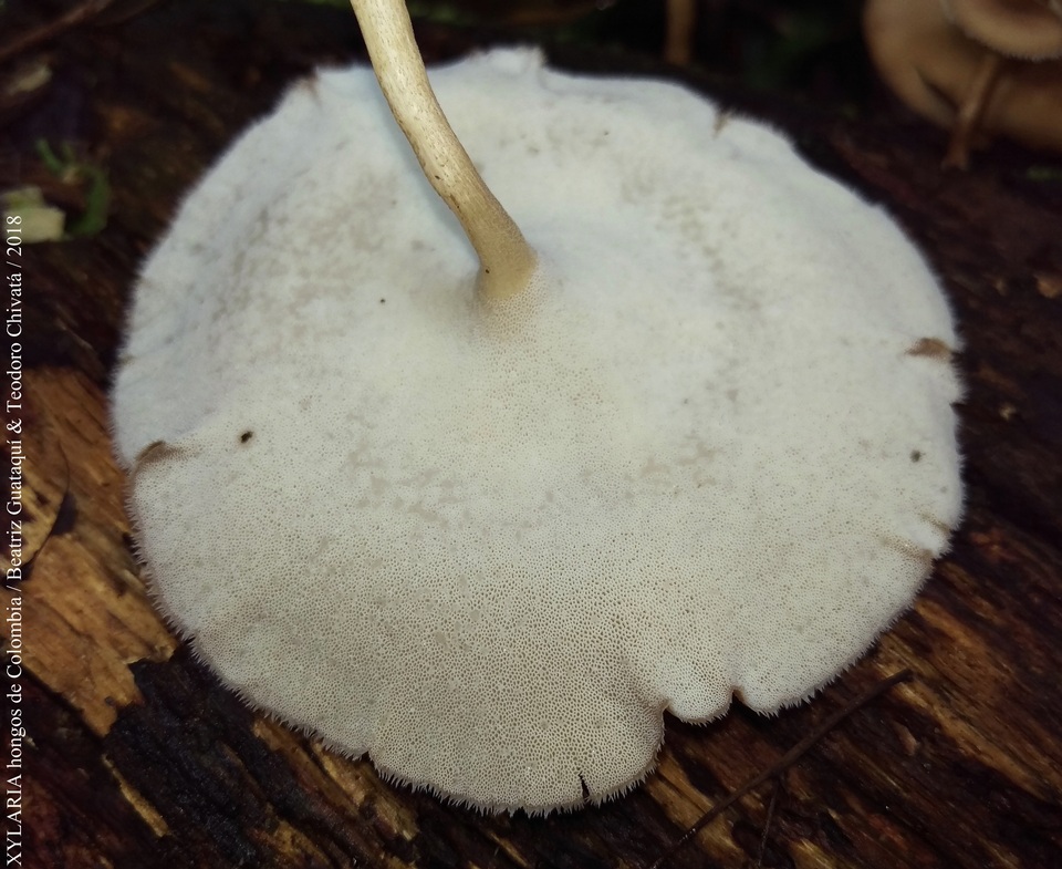 Lentinus swartzii image