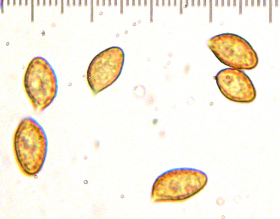 Cortinarius vernalishastensis image