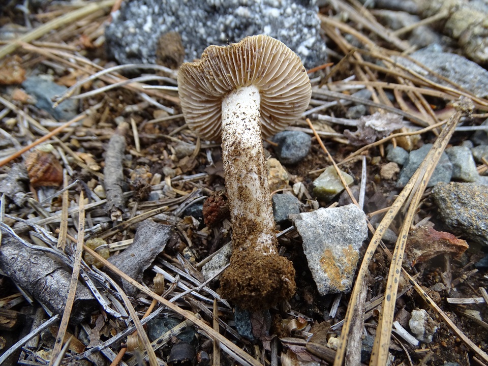 Inocybe chelanensis image