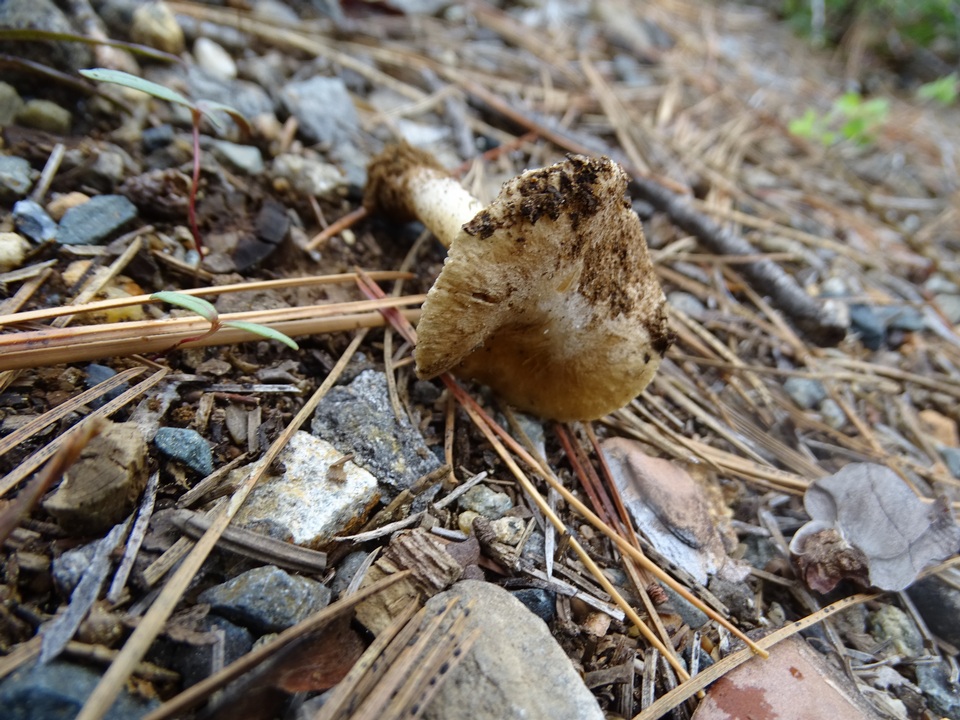 Inocybe chelanensis image