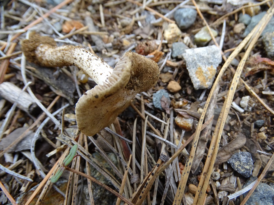 Inocybe chelanensis image