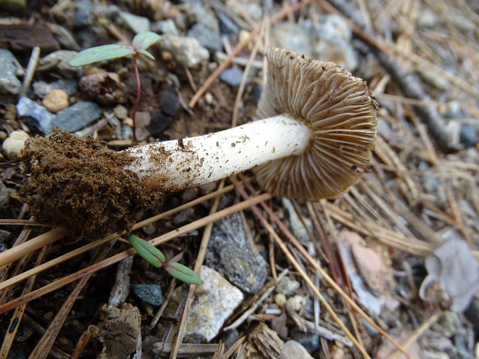 Inocybe chelanensis image
