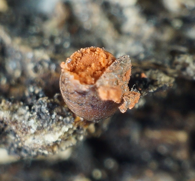 Lycogala image
