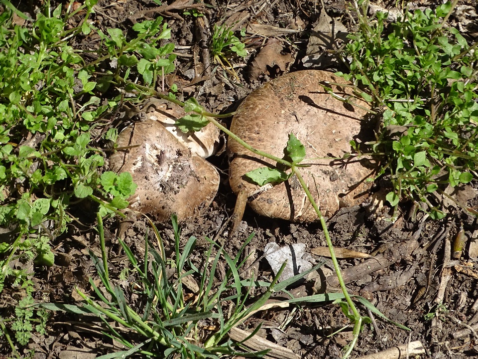 Agaricus incultorum image