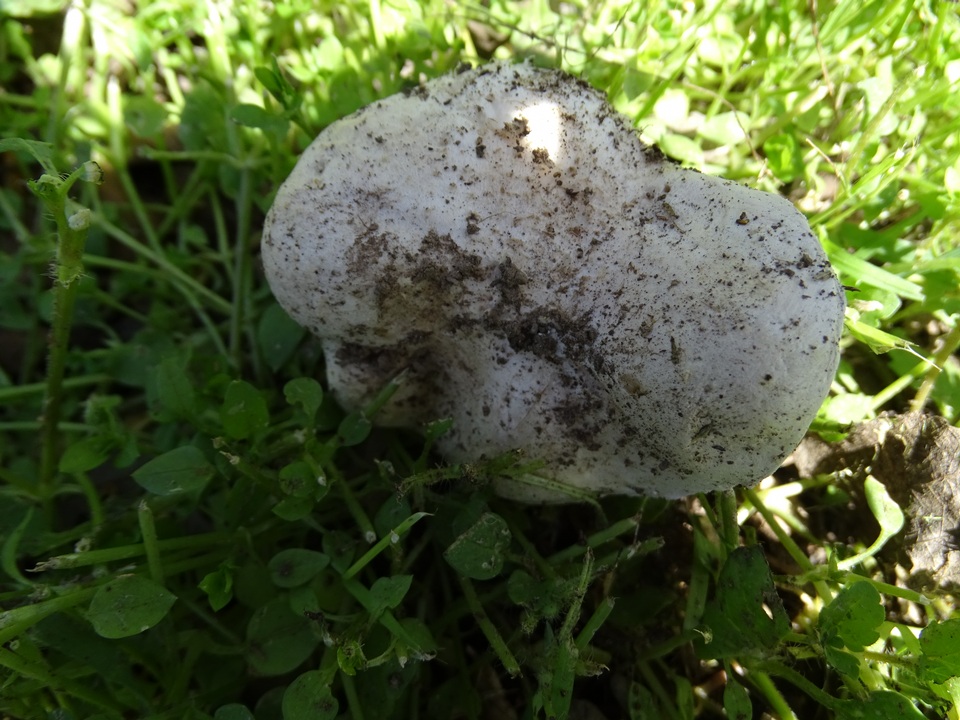 Agaricus incultorum image