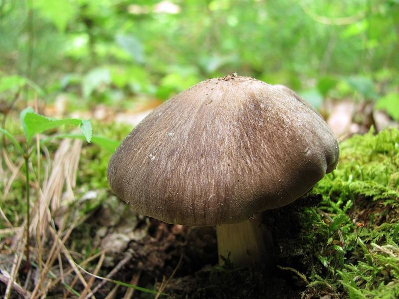 Megacollybia rodmani f. murina image