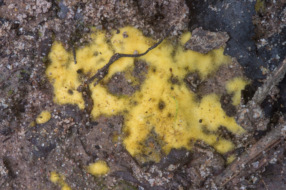 Chromelosporium fulvum image