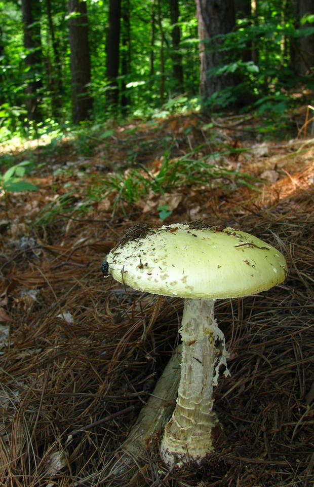 Amanita amerimuscaria image