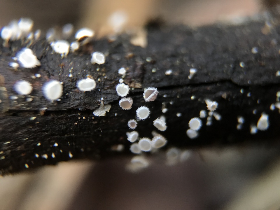 Lachnellula cervina image
