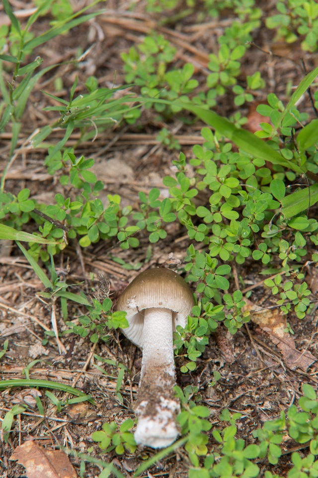 Amanita sect. Vaginatae image