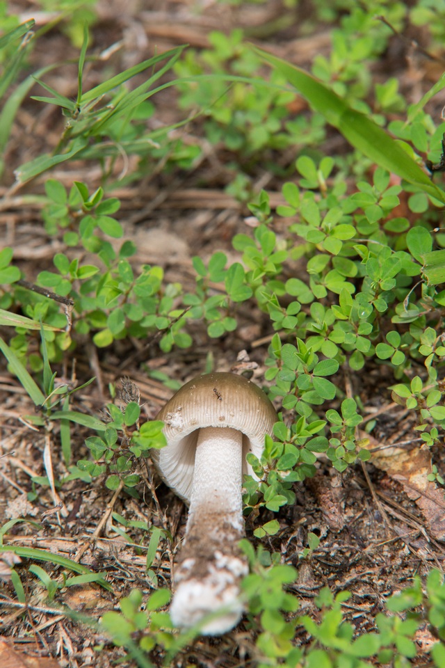 Amanita sect. Vaginatae image